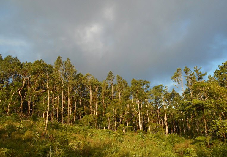 ʻEua National Park, Tonga